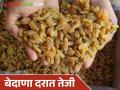 Bedana Bajar Bhav : सांगली मार्केटमध्ये बेदाण्याच्या दरात वाढ; कोणत्या बेदाण्याला किती दर? - Marathi News | Bedana Bajar Bhav : Increase in the price of raisins in Sangli market; How much is the price of which raisins? | Latest agriculture News at Lokmat.com