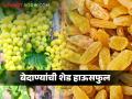 द्राक्षाचे दर व्यापाऱ्यांनी पाडले; आम्हाला बेदाण्याने तारले.. काय मिळतोय बाजारभाव - Marathi News | Grape prices dropped by merchants; We are saved by raisins.. What is the market price? | Latest agriculture News at Lokmat.com