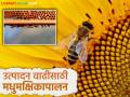 Madhumakshika Palan : मधुमक्षिकापालनामुळे कोणत्या पिकात होतेय किती उत्पादन वाढ; वाचा सविस्तर - Marathi News | Madhumakshika Palan : Beekeeping increases the yield of which crops; Read in detail | Latest agriculture News at Lokmat.com