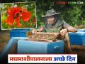मधमाशांची संख्या घटल्याने फळबागा धोक्यात; मधमाशीपालनाला येणार आता अच्छे दिन - Marathi News | Declining bee population puts orchards at risk; Beekeeping will see better days now | Latest agriculture News at Lokmat.com