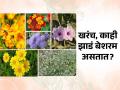 आक्रमण करत टिकून राहतात अशी ‘बेशरम’ झाडं कोणती? त्यांच्या आक्रमणानं स्थानिक जिवांचं काय होतं? - Marathi News | foreign trees attacks local ecology, besharam tree and importance of local nature conservation | Latest sakhi News at Lokmat.com