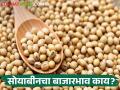 Soybean Market: राज्यात १० हजार ८७५ क्विंटल सोयाबीनची आवक, या बाजारसमितींमध्ये असा मिळतोय बाजारभाव - Marathi News | | Latest agriculture News at Lokmat.com