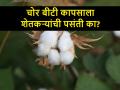 Chor BT Cotton: महाराष्ट्रातील शेतकऱ्यांची चोर बीटी कापसाला पसंती; तेलंगाणातून करतात खरेदी - Marathi News | Chor BT Cotton: Maharashtra farmers are purchasing banned bg3 BT cotton seed from Telangana | Latest agriculture News at Lokmat.com