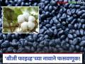 BT Cotton Seeds : बीजी फाइव्हचा गोंधळ : अधिक उत्पादनाच्या नावाखाली फसवणूक वाचा सविस्तर - Marathi News | latest news BT Cotton Seeds: BG Five's Confusion: Fraud in the name of more production Read in detail | Latest agriculture News at Lokmat.com