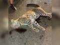 अज्ञात वाहनाच्या धडकेत बिबट्या ठार; मुंडीपार जवळील घटना - Marathi News | Leopard killed in collision with unknown vehicle; Incident near Mundipar | Latest bhandara News at Lokmat.com