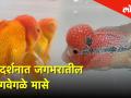 मुंबईत भरलेल्या माश्यांचं प्रदर्शनात विविध प्रकारच्या जाती ठेवल्या प्रेक्षकांसमोर - Marathi News | witness different and rare species of fishes in mumbai | Latest mumbai Videos at Lokmat.com