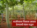 Vegetable Farming : भाजीपाला पिकास आधार देण्याची मंडप पद्धत आहे तरी काय? वाचा सविस्तर  - Marathi News | Latest News vegetable crop management Mandap method of supporting vegetable crops, read in detail | Latest agriculture News at Lokmat.com
