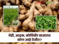 Market : कोथिंबीर जळगावात; भेंडी वाईत तेजीत  - Marathi News | Market : Coriander in Jalgaon; Okra is booming  | Latest agriculture News at Lokmat.com