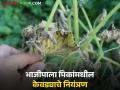 Vegetable Farming : भाजीपाला पिकांमध्ये डाऊनी मिल्ड्यूचा प्रादुर्भाव, असे करा नियंत्रण  - Marathi News | Latest News vegetable Farming Control the outbreak of downy mildew in vegetable crops by doing this | Latest agriculture News at Lokmat.com