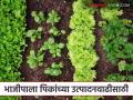Vegetable Farming : भाजीपाला पिके उत्पादन वाढीसाठी महत्त्वाच्या बाबी कोणत्या? वाचा सविस्तर  - Marathi News | Latest News Vegetbale farming What are the important factors for increasing production of vegetable crops Read in detail | Latest agriculture News at Lokmat.com