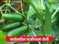 Vegetable Farming : मार्चमध्ये 'या' 3 भाज्यांची लागवड करा, कमी खर्चात चांगले उत्पादन, वाचा सविस्तर  - Marathi News | Latest News Vegetable farming Plant these 3 vegetables in March, get good yield at low cost | Latest agriculture News at Lokmat.com