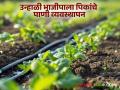 Vegetable Farming : पाण्याची सोय जेमतेम, मग उन्हाळी भाजीपाला पिकांचे असं करा व्यवस्थापन - Marathi News | Latest news vegetable farming How to manage water for summer vegetable crops | Latest agriculture News at Lokmat.com