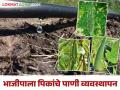 वेलवर्गीय भाजीपाला पिकांच्या वाढीच्या अवस्थेनुसार पाण्याची गरज - Marathi News | Water requirement according to growth stage of vegetable crops | Latest agriculture News at Lokmat.com