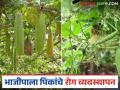 Vegetable Farming : उन्हाळ्यात वेलवर्गीय भाजीपाला पिकांवर रोगांचा प्रादुर्भाव, अशी घ्या काळजी  - Marathi News | Latest News bhajipala sheti Take care of diseases that affect vine vegetable crops in summer | Latest agriculture News at Lokmat.com