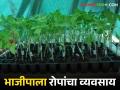 Vegetable Seedling : भाजीपाला रोपे विक्रीतून लाखोंची कमाई, गडचिरोलीच्या तरुण शेतकऱ्याची कमाल - Marathi News | Latest News Earning lakhs from the sale of vegetable seedlings of young farmer Gadchiroli | Latest agriculture News at Lokmat.com