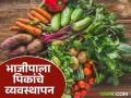 वेलवर्गीय भाजीपाला पिकांसाठी सामान्य सल्ला, सद्यस्थितीत व्यवस्थापन कसे कराल?  - Marathi News | Latest news General advice for vegetable crops, how to manage see details | Latest agriculture News at Lokmat.com