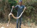 भंडारदरा परिसरात आढळला दुर्मिळ कोब्रा - Marathi News | The rare cobra found in the Bhandardara area | Latest ahilyanagar News at Lokmat.com