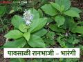 Bharangi Ranbhaji : पोटाच्या विकारावर उपयुक्त असलेली भारंगी रानभाजी, अशी आहे रेसिपी - Marathi News | Latest News ranbhaji Bharangi wild vegetable, useful for stomach disorders, see full recipe | Latest agriculture News at Lokmat.com