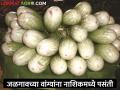 जळगावची वांगी नाशिकमध्ये खाताय भाव, दर वाढले तरीही पसंती - Marathi News | Latest News Jalgaon brinjal are preferred by Nashik citizenz | Latest agriculture News at Lokmat.com