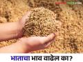 Paddy Market : कडधान्याचे दर वाढतायत भाताला भाव कधी? - Marathi News | Paddy Market : The prices of pulses are increasing When increase the price of paddy | Latest agriculture News at Lokmat.com