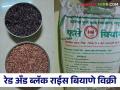 Red, Black Rice Seed : काळा आणि लाल भात लागवड करायचीय, बियाण्यांसाठी इथे साधा संपर्क  - Marathi News | Latest News Want to plant black and red rice, simply contact here for seeds  | Latest agriculture News at Lokmat.com