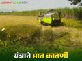Bhat Kapni : मशीनने भात काढणीला वेग एकरी ३५ ते ४० पोती उत्पादन - Marathi News | Bhat Kapni : Speed up paddy harvesting with machine Yield 35 to 40 bags per acre | Latest agriculture News at Lokmat.com