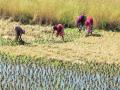 माळशेज घाटात पिकांच्या सोनसळी मोसमाला सुरुवात - Marathi News | Rice harvesting is nearing in the Malshej area | Latest pune News at Lokmat.com
