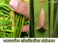 Bhat Khodkid : भात पिकातील खोड किडीचा बंदोबस्त करण्यासाठी सोपे उपाय - Marathi News | Bhat Khodkid : Simple solution for control of stem borer in paddy crop | Latest agriculture News at Lokmat.com