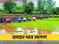 भात रोपे लावणीला आला वेग बैलांसह यंत्राचाही होतोय वापर - Marathi News | With the speed of planting paddy crop, machinery is also being used along with bullocks | Latest agriculture News at Lokmat.com