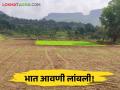 Paddy Farming : पाऊस रुसला, जमिनीत ओलचं नाही, भात लागवड करायची कशी?  - Marathi News | Latest news Paddy planting postponed due to lack of rain in nashik District | Latest agriculture News at Lokmat.com