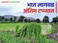 Paddy Cultivation : भात लागवड आली अंतिम टप्प्यात, महिनाभर चालला आनंदाचा सोहळा!  - Marathi News | Latest News Paddy planting in Bhandara, Gondia, Gadchiroli, Chandrapur etc districts along with Nashik in final stage | Latest agriculture News at Lokmat.com