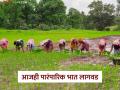 Bhat Lagvad : सातपुड्याच्या दुर्गम भागात सुगंधित, अधिक उत्पन्न देणाऱ्या भाताची लागवड  - Marathi News | Latest News Bhat Lagvad Cultivation of fragrant, high-yielding rice in remote areas of Satpura | Latest agriculture News at Lokmat.com