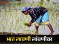Agriculture News : पावसाची ओढ, भात लागवड लांबणीवर, शेतकऱ्यांना दुबार पेरणीची धास्ती  - Marathi News | latest News rain lasted delay in paddy cultivation farmers fear of double sowing  | Latest agriculture News at Lokmat.com