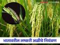 Lashkari Ali : भात पिकातील लष्करी अळीचा बंदोबस्त करण्यासाठी असे करा उपाय - Marathi News | Lashkari Ali : Follow these steps to control fall armyworm in rice crop | Latest agriculture News at Lokmat.com