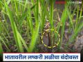 भात पिकात लष्करी अळीचा प्रादुर्भाव होण्याची शक्यता; नियंत्रणासाठी करा हे उपाय? - Marathi News | There is a possibility of armyworm infestation in paddy crop; should you take these measures to control it? | Latest agriculture News at Lokmat.com
