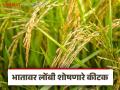 धानावर लोंबी शोषणाऱ्या कीटकांसह करपा, तुडतुडे आणि बेरडचा प्रादुर्भाव, वाचा सविस्तर - Marathi News | Latest News Infestation of rice with leaf-sucking insects, locusts and beetles | Latest agriculture News at Lokmat.com