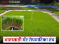 आता १२ ते १५ दिवसांतच तयार करा भाताची रोपे; कशी कराल रोपवाटिका? जाणून घ्या सविस्तर - Marathi News | Now prepare rice seedlings in 12 to 15 days; How to make a nursery? Know in detail | Latest agriculture News at Lokmat.com