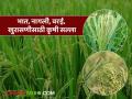 नाशिक जिल्ह्यातील भात, नागली, वरई, खुरासणीसाठी कृषी सल्ला, वाचा सविस्तर  - Marathi News | Latest News Agricultural advice for rice, nagli, varai, khurasani in Nashik district, read in detail | Latest agriculture News at Lokmat.com