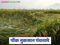 33 टक्क्यांपेक्षा जास्त नुकसान असेल तरच पंचनामे अन् यादीत नाव, काय आहेत सूचना  - Marathi News | Latest News Pik Nuksan Panchaname Crop damage reports are issued only if more than 33 percent damage | Latest agriculture News at Lokmat.com