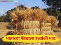 जनावरांच्या चाऱ्याला आलाय सोन्याचा भाव; भाताच्या पेंढ्याने गाठला यंदा दराचा उच्चांक - Marathi News | Animal fodder has reached the price of gold; rice straw has reached its highest price this year | Latest agriculture News at Lokmat.com