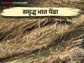 भात पेंढ्यातील पालाश व सिलीकॉन या अन्नद्रव्यांचा फेरवापर कसा करावा? - Marathi News | How to use paddy straw for provide silicone and potash nutrients in rice farming? | Latest agriculture News at Lokmat.com