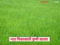सद्यस्थितीत भात पिकात किती पाणी असू द्यावे, कसे करावे व्यवस्थापन? वाचा सविस्तर  - Marathi News | Latest news Paddy Farming Bhat Pik How much water should be available in the current rice crop Read in detail | Latest agriculture News at Lokmat.com