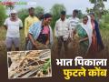 भात पिकाला फुटले कोंब, 100 टक्के नुकसान, ऐन काढणीच्या वेळी शेतकऱ्यांवर संकट  - Marathi News | Latest News Rain Crop Damage Rice crop sprouts, 100 percent loss, farmers in crisis at harvest time | Latest agriculture News at Lokmat.com