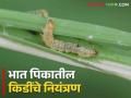 भात पिकात आल्यात ह्या किडी कसे कराल नियंत्रण - Marathi News | How to control these pests if they come in rice paddy crop | Latest agriculture News at Lokmat.com