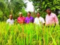 भात पिकासाठी पाणी व्यवस्थापनाची गरज - Marathi News | Water management needs for rice crop | Latest raigad News at Lokmat.com