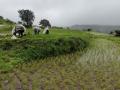 भात पिकाला दिलासा! माळशेजच्या आदिवासी पट्ट्यात पावसाचे आगमन - Marathi News | Relief to the rice crop! Arrival of rain in tribal belt of Malshej pune latest news | Latest pune News at Lokmat.com