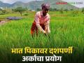 Paddy Farming : धानाच्या शेतीत दशपर्णी अर्काचा यशस्वी प्रयोग, एकरी उत्पादन वाढलं! - Marathi News | Latest News Paddy Farming Successful experiment of Dasaparni arka in paddy farming see details | Latest agriculture News at Lokmat.com