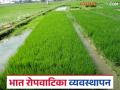 भात पिकाची रोपे तयार करण्याची एकदम सोपी पद्धत कोणती? जाणून घ्या सविस्तर - Marathi News | What is the easiest way to prepare rice paddy seedlings? Learn in detail | Latest agriculture News at Lokmat.com