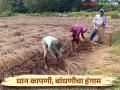 Paddy Harvesting : भात कापणी, बांधणीला मजुरांची टंचाई, दिवसाला किती रुपये मजुरी? वाचा सविस्तर   - Marathi News | Latest News Paddy Production Paddy harvesting, labor shortage for construction Read daily wage | Latest agriculture News at Lokmat.com