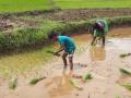सिंधुदुर्ग : कातळ भागातील भातशेती करपली, पावसाने मारली दडी - Marathi News | Paddy cultivation in paddy fields, rain pumpered with rain | Latest sindhudurga News at Lokmat.com